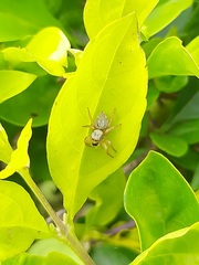 Carrhotus