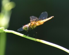 Aethriamanta brevipennis