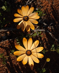 Dimorphotheca pinnata