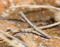 Geomantis larvoides