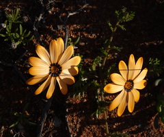 Dimorphotheca pinnata