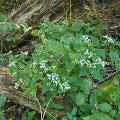 Ageratina altissima