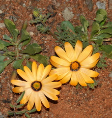 Dimorphotheca pinnata