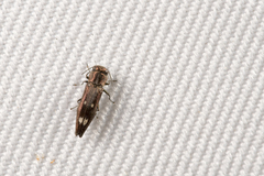 Agrilus oishii