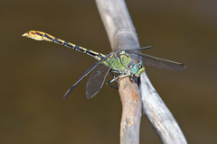 Ophiogomphus arizonicus