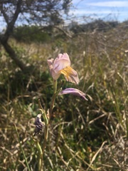 Gladiolus carinatus