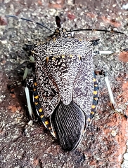 Alcaeorrhynchus grandis