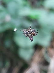 Gasteracantha