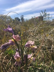 Gladiolus carinatus