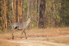 Boselaphus tragocamelus