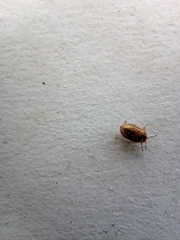 Polyphaga