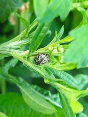 Zygogramma bicolorata