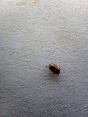 Polyphaga