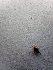 Polyphaga