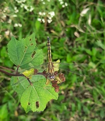 Indothemis carnatica