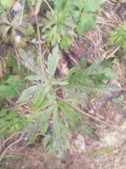 Anemonoides sylvestris