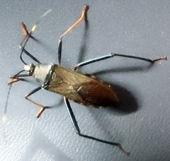 Notobitus meleagris