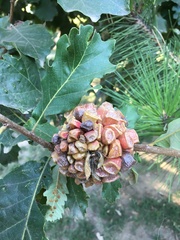 Andricus quercusstrobilanus