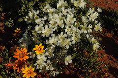 Monsonia