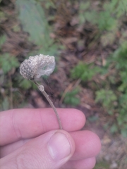 Anemonoides sylvestris