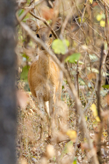 Tetracerus quadricornis
