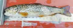 Salmo marmoratus