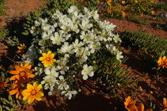 Monsonia