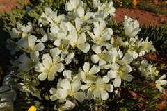 Monsonia