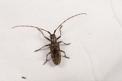 Monochamus alternatus
