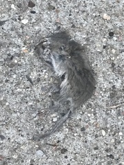 Peromyscus sonoriensis