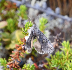 Syngrapha interrogationis