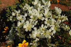 Monsonia