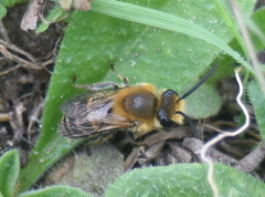 Colletes hederae