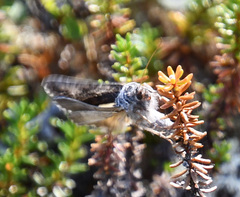 Syngrapha interrogationis