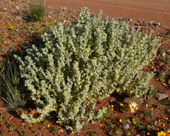 Atriplex lindleyi