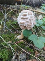 Chlorophyllum
