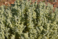 Atriplex lindleyi