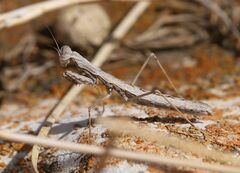 Geomantis larvoides