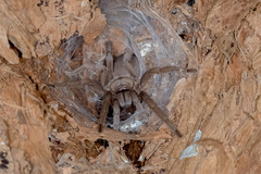 Selenocosmiinae