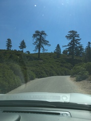 Arctostaphylos patula