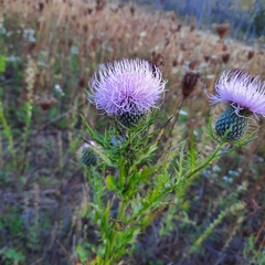 Cirsium discolor