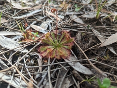 Drosera spatulata