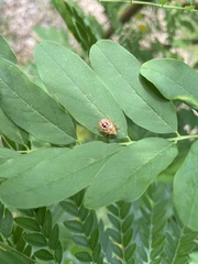 Podisus maculiventris