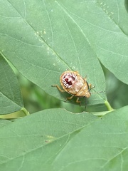 Podisus maculiventris