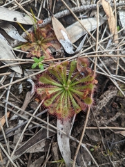 Drosera spatulata
