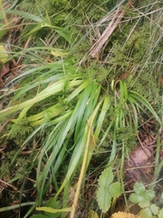 Tofieldia calyculata