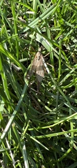 Tipula