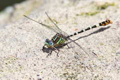 Erpetogomphus lampropeltis
