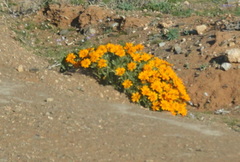 Gazania
