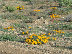 Gazania